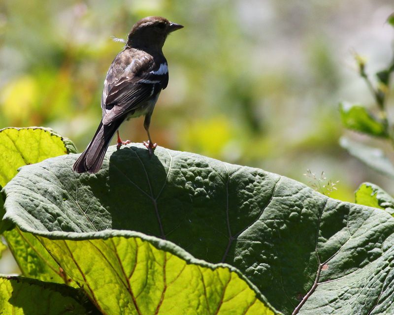 Eurasian Chaffinch