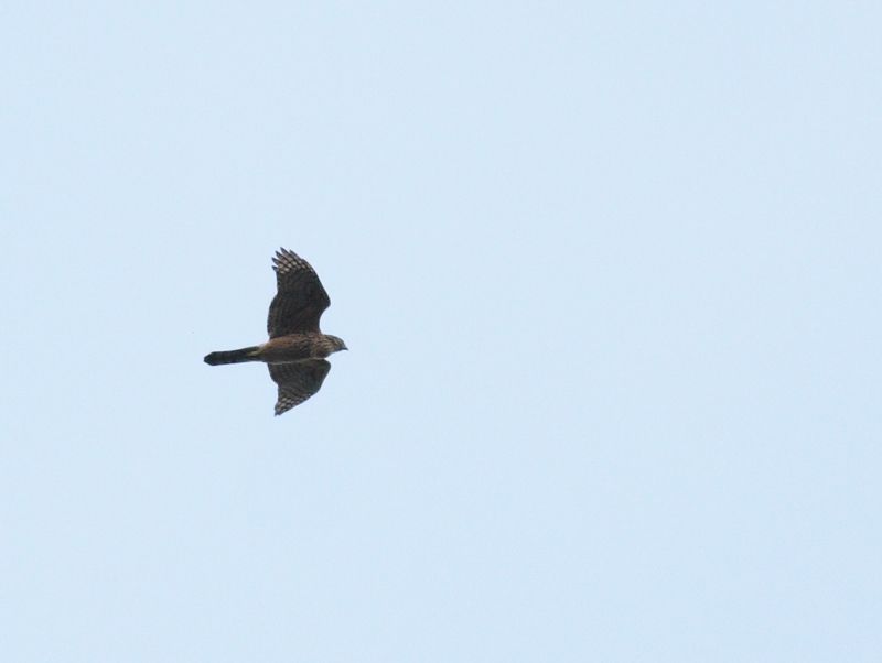 Eurasian Goshawk