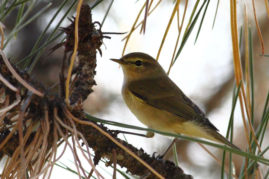 Common Chiffchaff