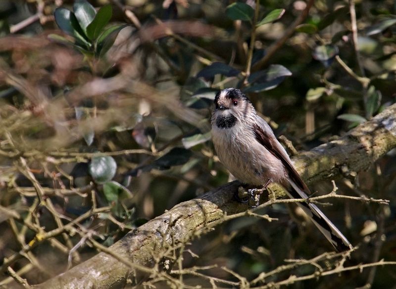 Long-tailed Tit