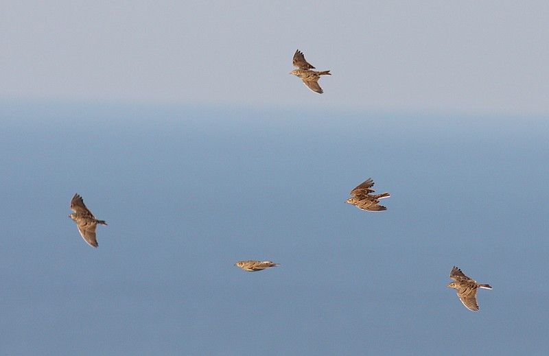 Eurasian Skylark