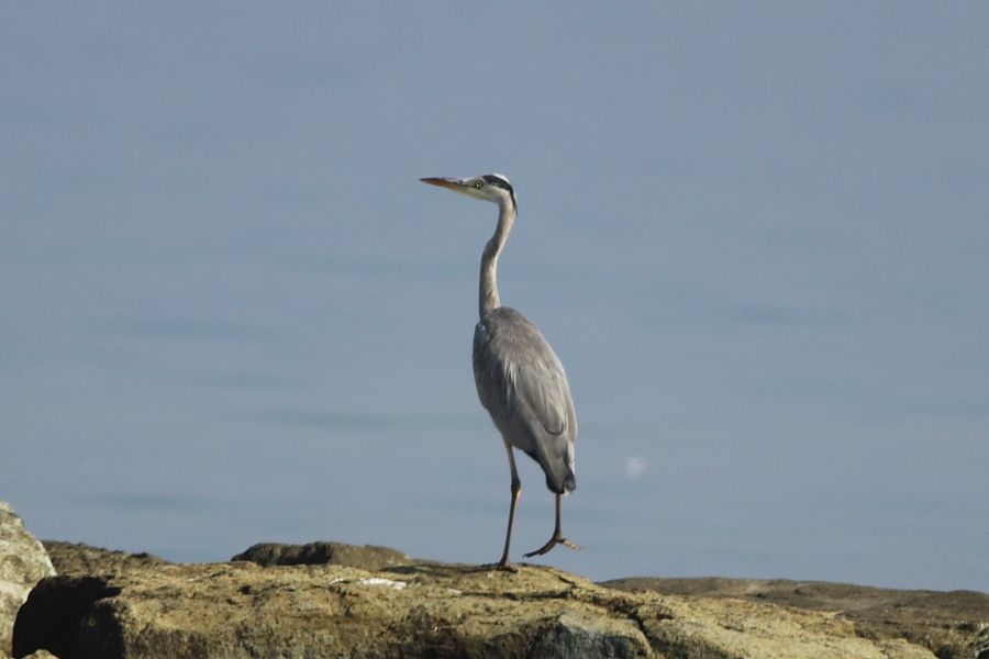 Grey Heron