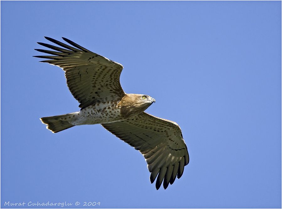 Short-toed Snake Eagle