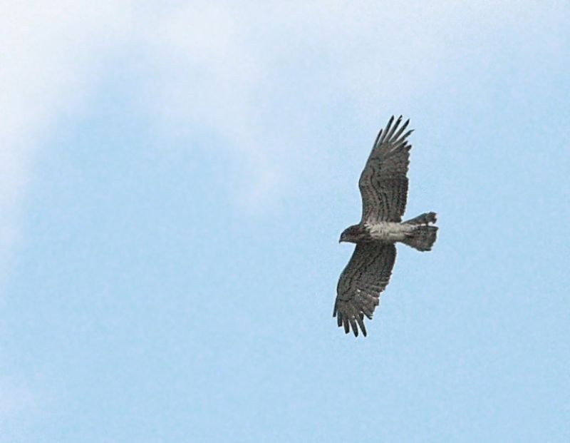 Short-toed Snake Eagle