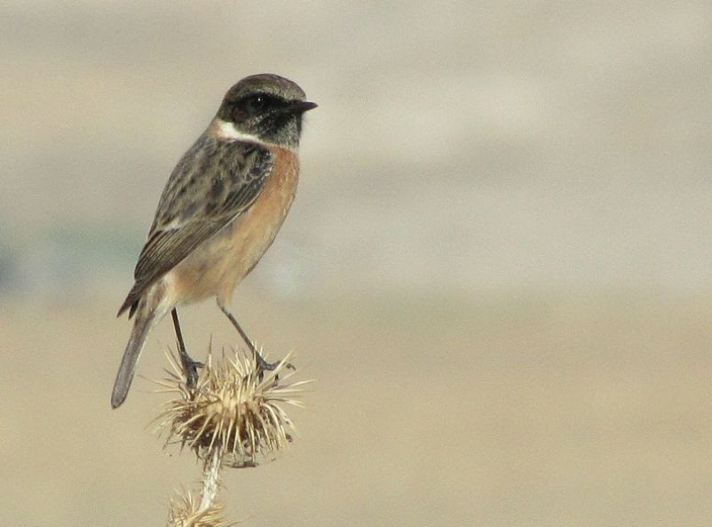 European Stonechat