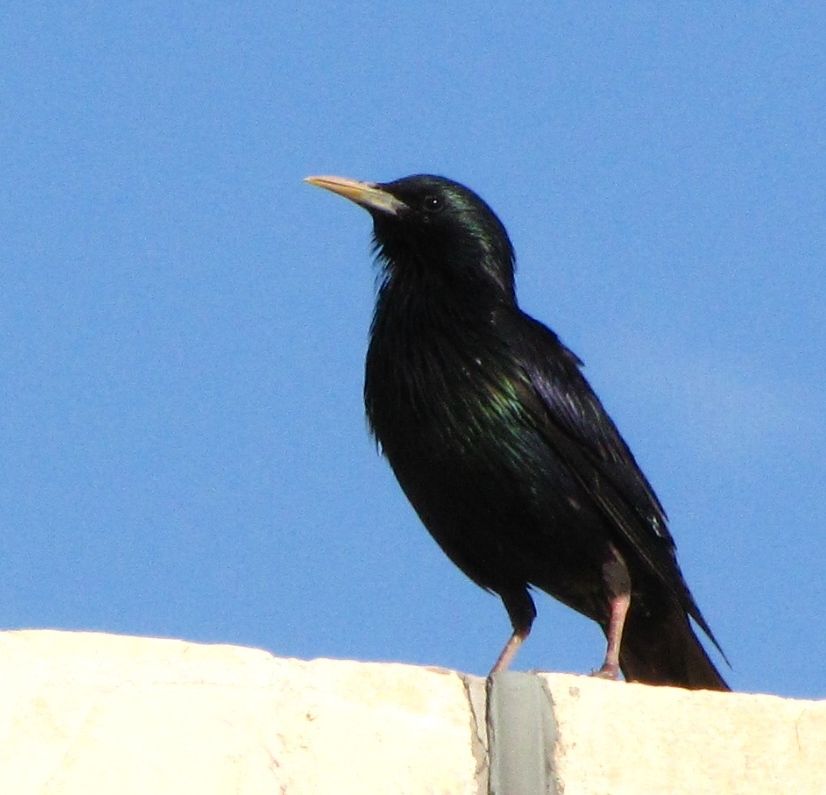 Common Starling