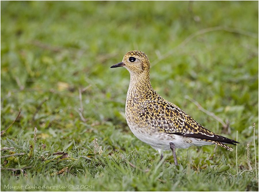 European Golden Plover