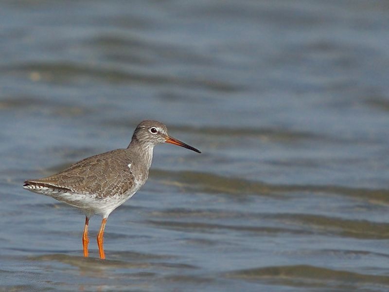 Common Redshank