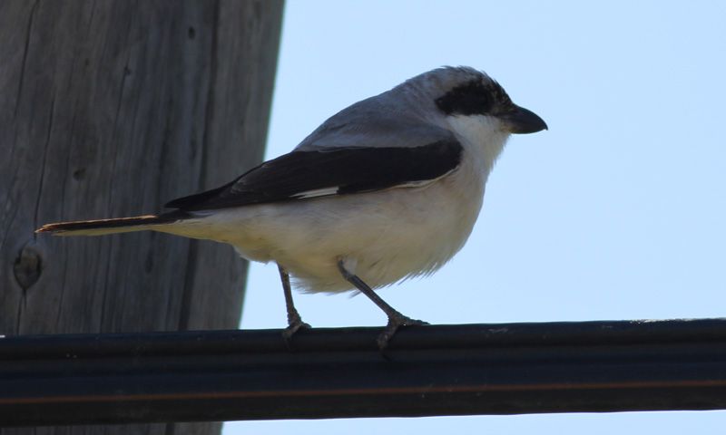 Lesser Grey Shrike