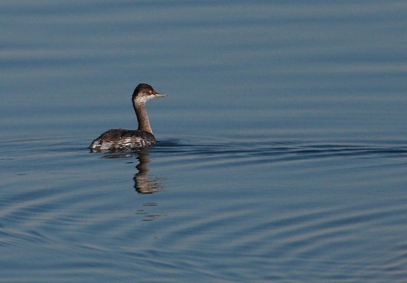 Black-necked Grebe