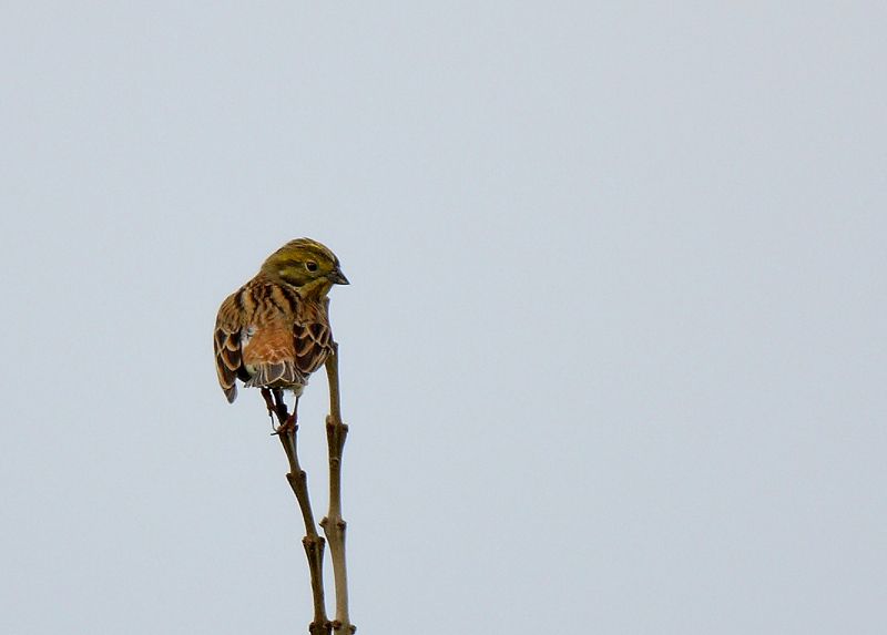 Yellowhammer