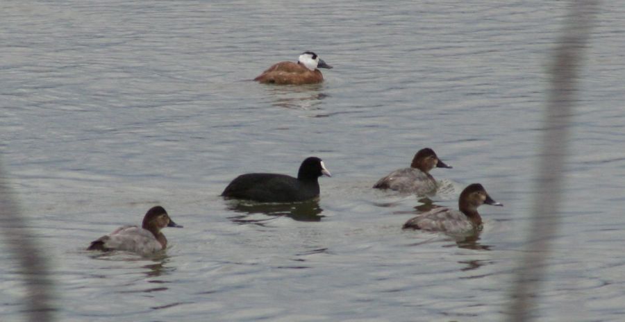 White-headed Duck