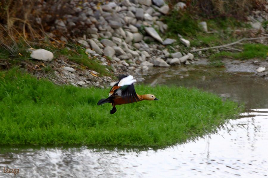Ruddy Shelduck