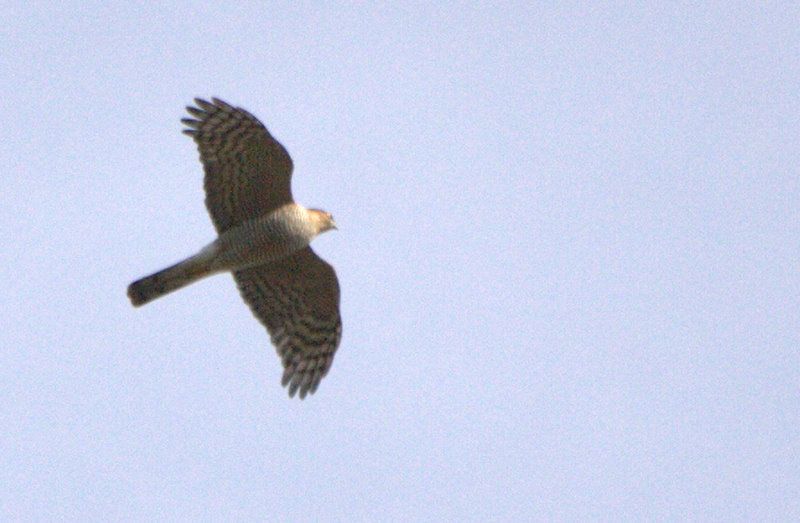 Eurasian Sparrowhawk