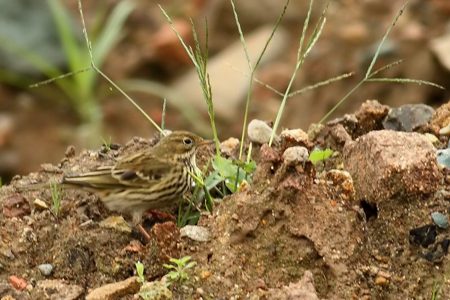 Meadow Pipit