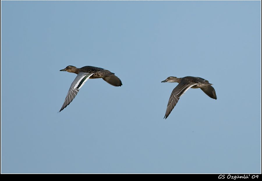 Garganey