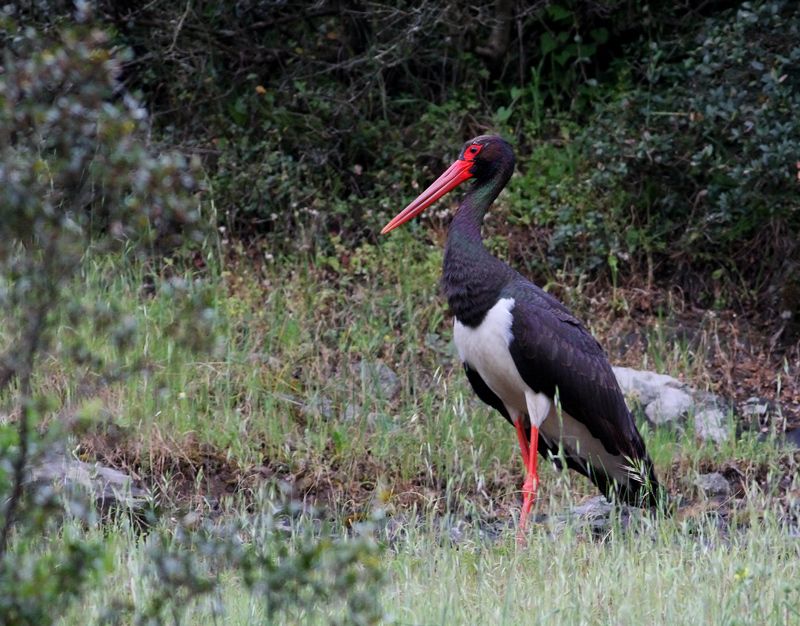 Black Stork