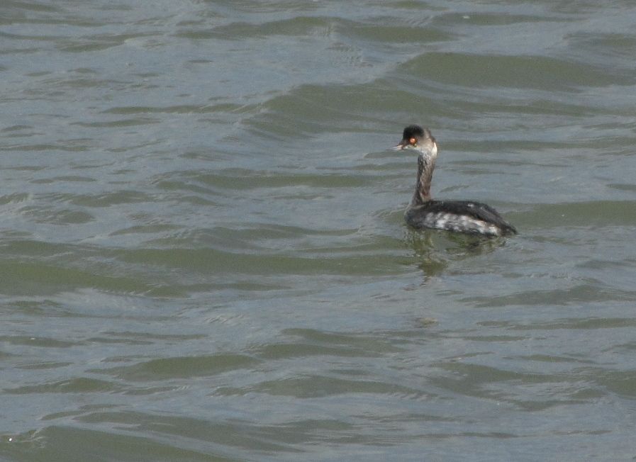 Black-necked Grebe