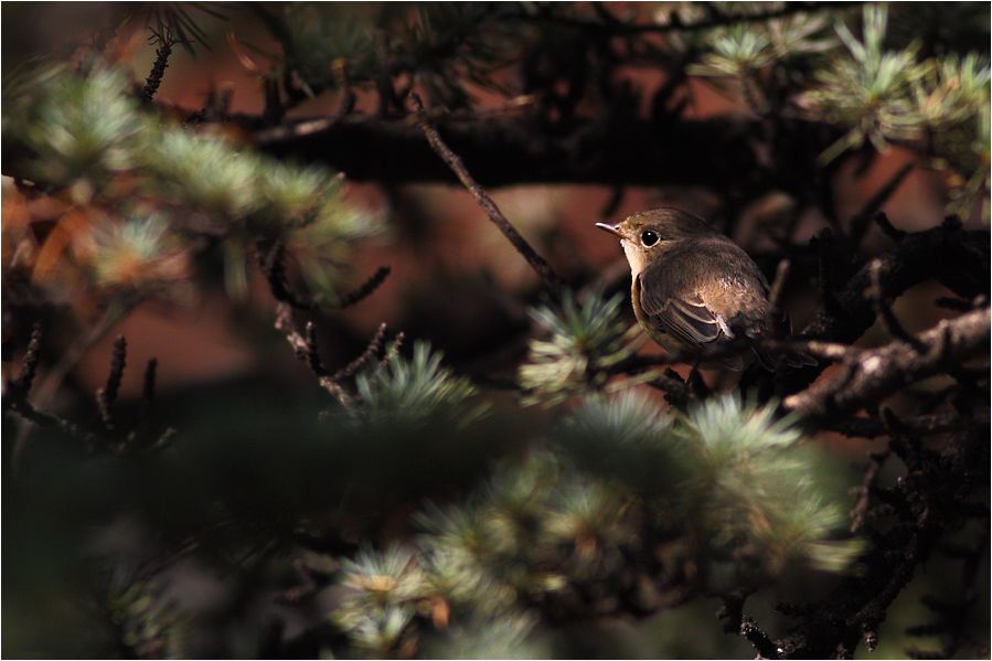 Red-breasted Flycatcher