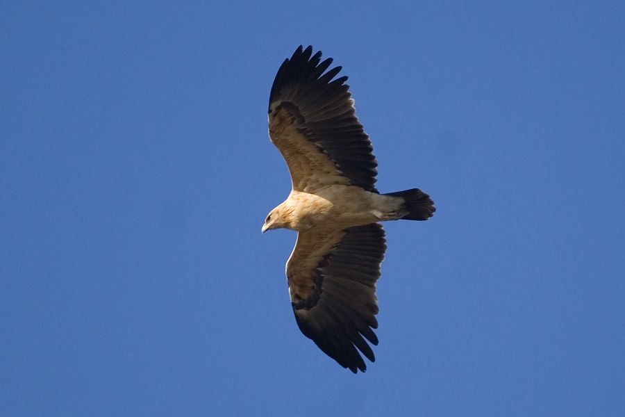 Greater Spotted Eagle