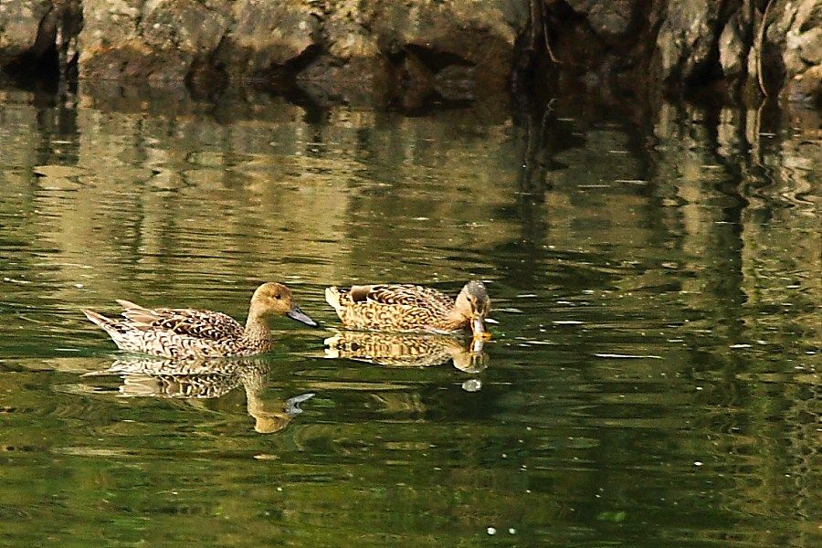 Northern Pintail