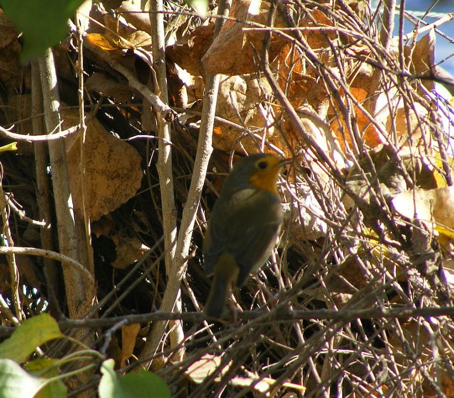 European Robin