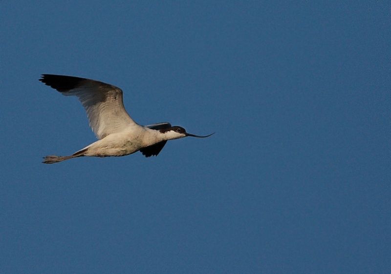 Pied Avocet
