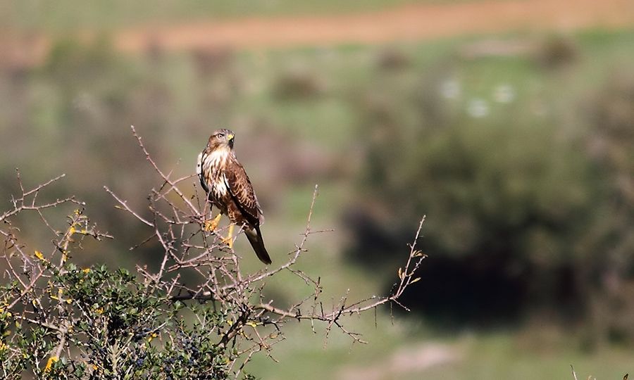 Common Buzzard
