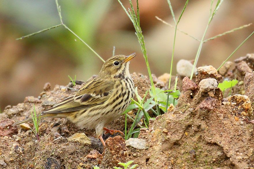 Meadow Pipit