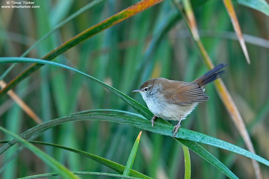 Cetti`s Warbler