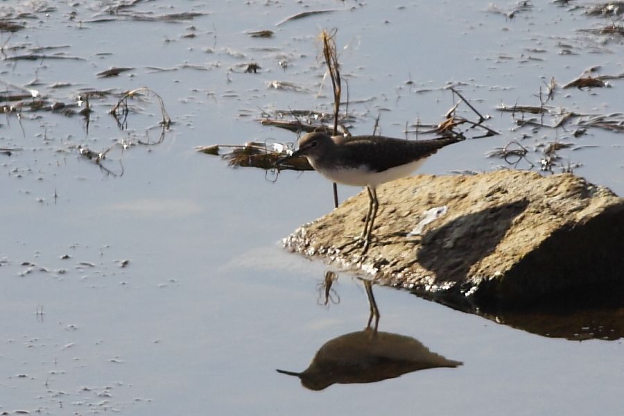 Green Sandpiper
