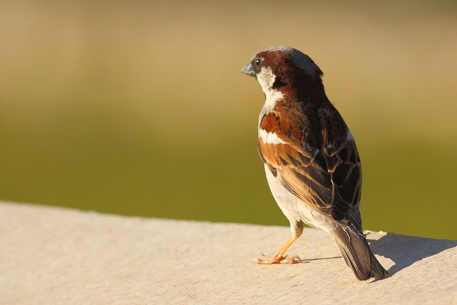 House Sparrow