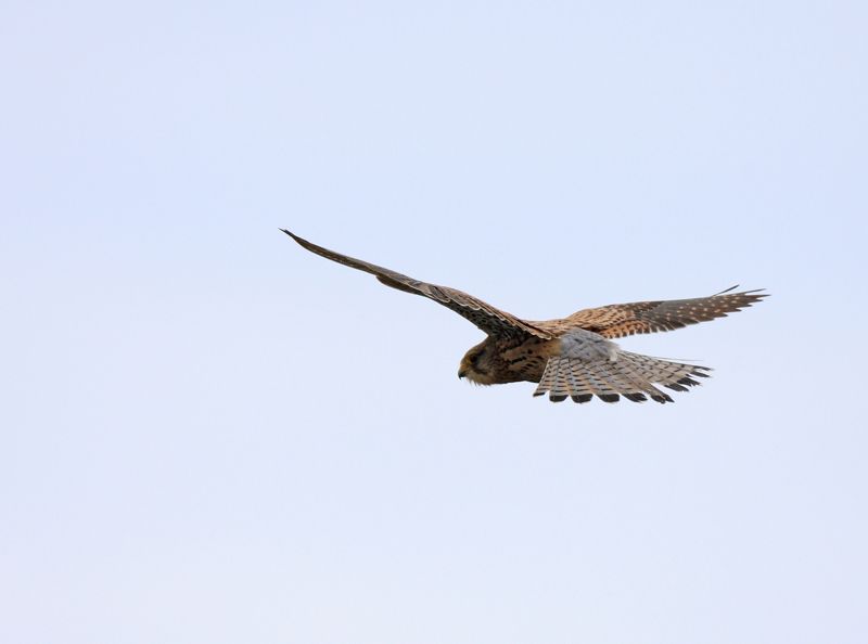 Common Kestrel