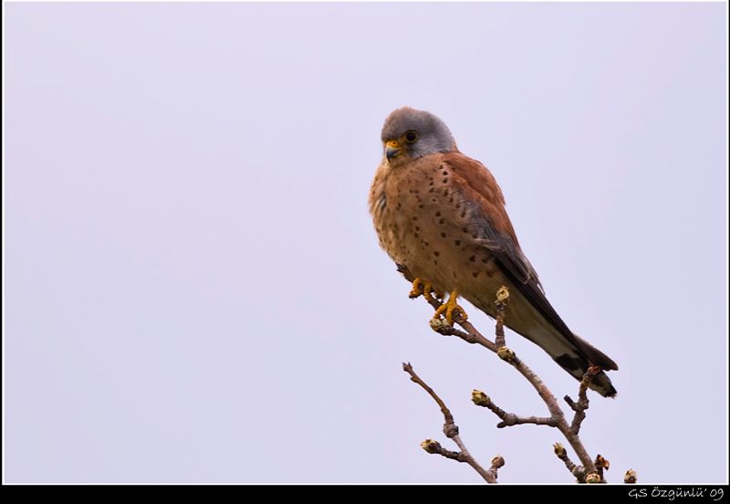 Lesser Kestrel