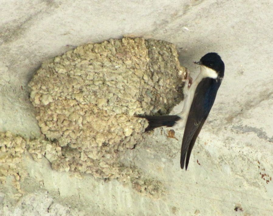 Western House Martin