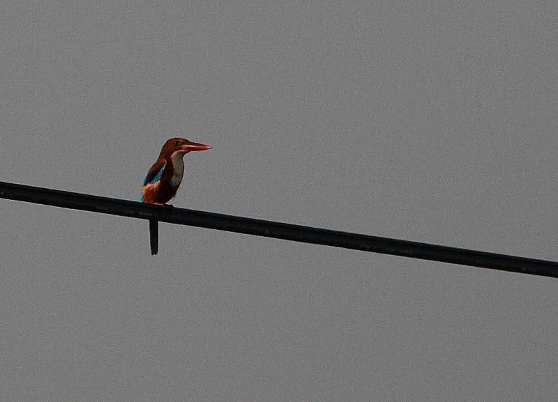 White-throated Kingfisher