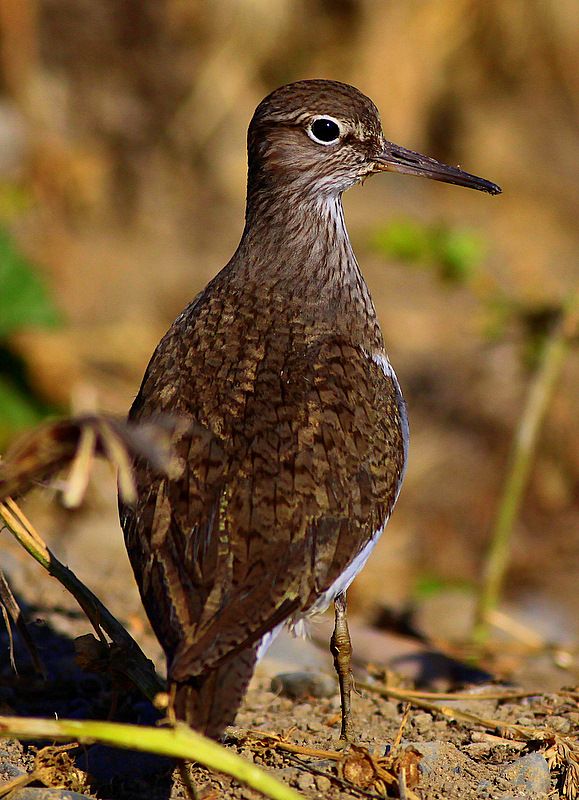 Common Sandpiper