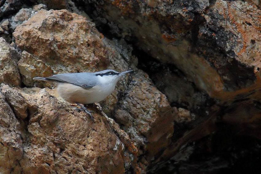 Western Rock Nuthatch