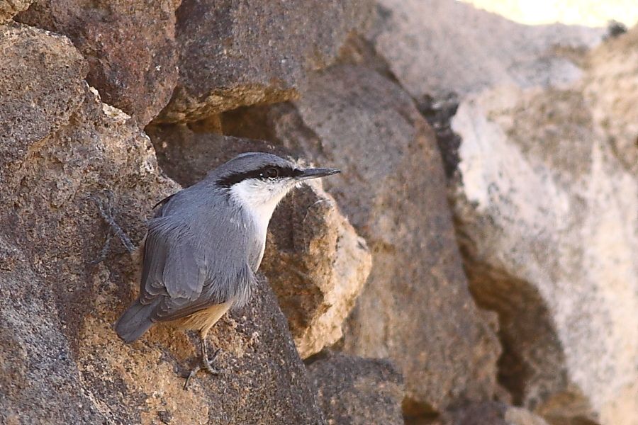 Western Rock Nuthatch