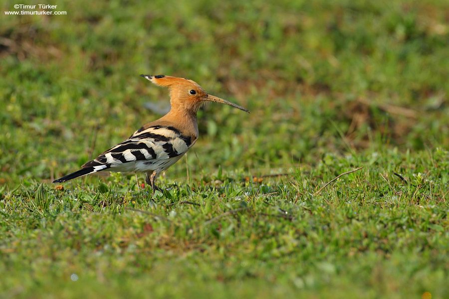 Common Hoopoe