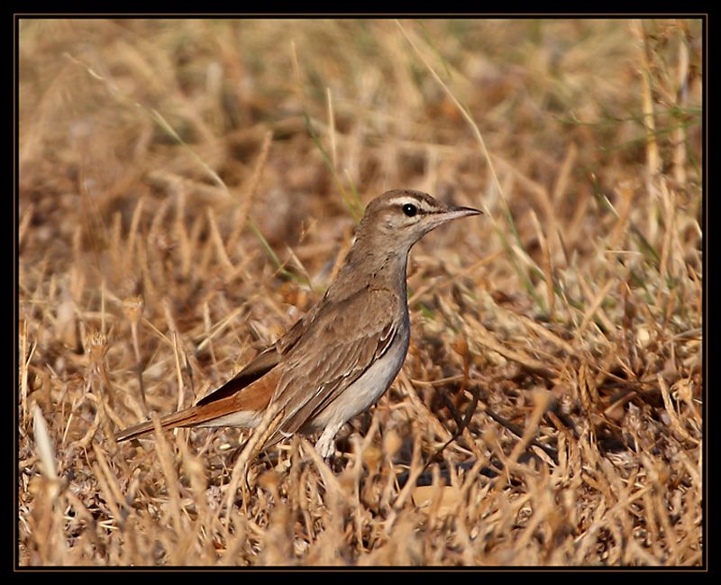 Rufous-tailed Scrub Robin