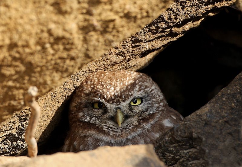Little Owl