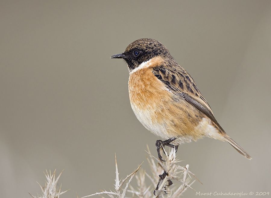 European Stonechat