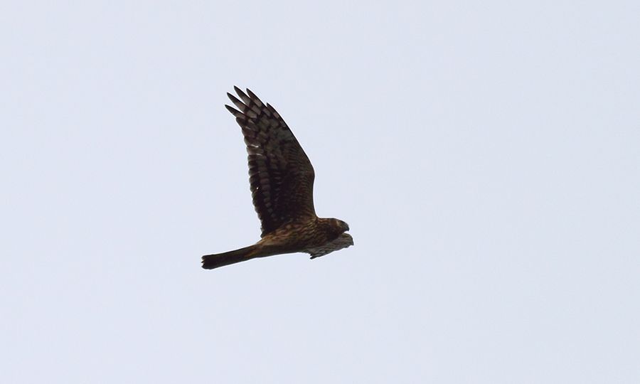 Hen Harrier