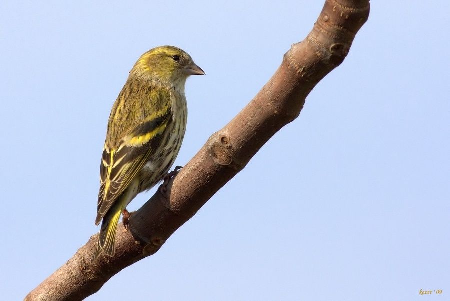 Eurasian Siskin