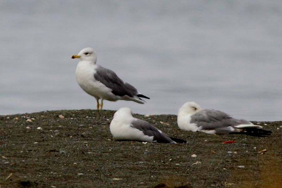 Armenian Gull