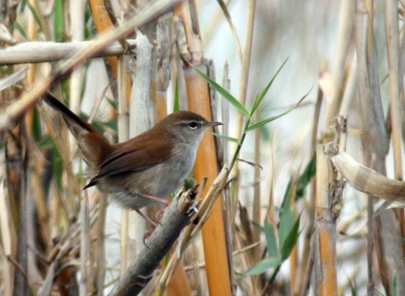 Cetti`s Warbler