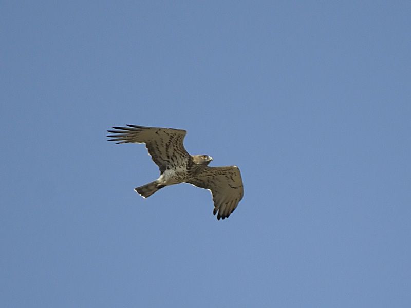 Short-toed Snake Eagle
