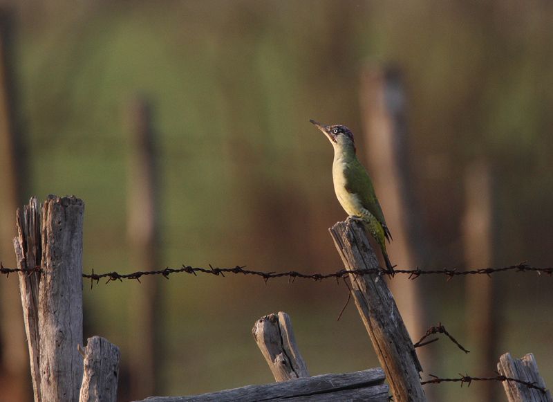 European Green Woodpecker
