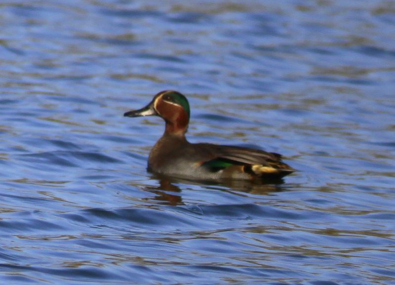 Eurasian Teal